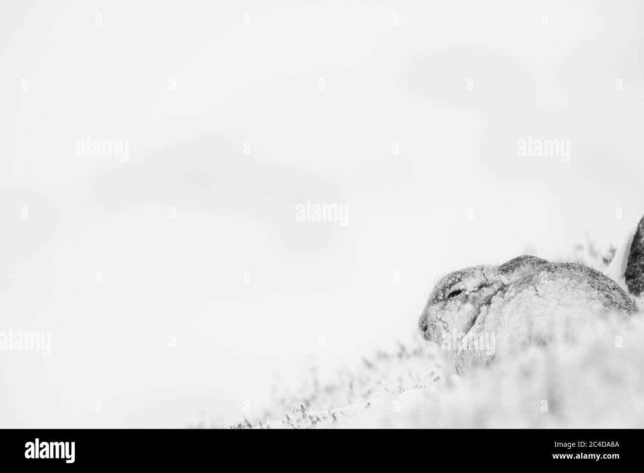 Un lièvre d'Amérique (Lepus timidus) dans son manteau d'hiver sous une épaisse neige dans le parc national de Cairngorms, dans les Highlands d'Écosse. Banque D'Images