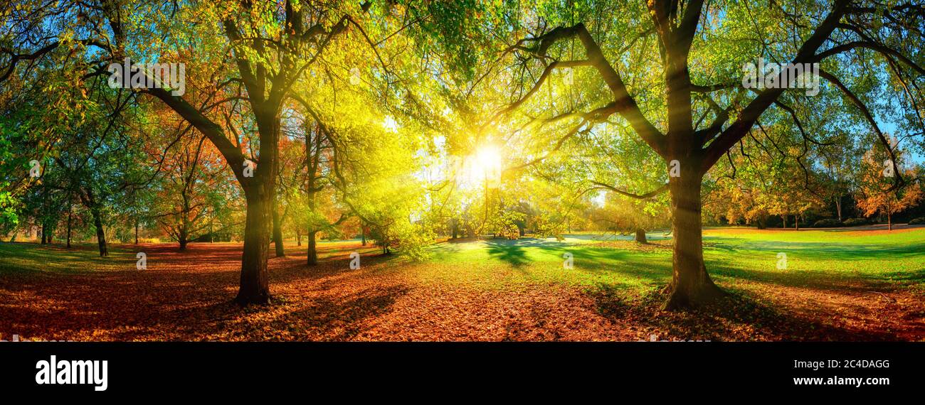 Paysage d'automne panoramique coloré dans un parc pittoresque. Le soleil est placé au milieu et projette de beaux rayons à travers le feuillage Banque D'Images