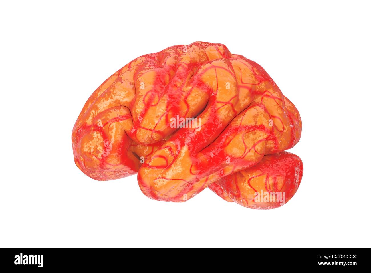 Modèle anatomique du cerveau humain sur fond blanc. Rendu 3d Banque D'Images