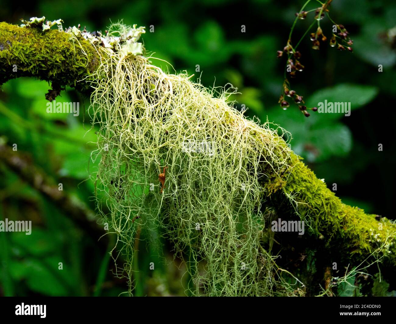 Lichen de barbe (espèce Usnea) accroché aux arbres dans le bois de Wistman et bois de chêne sur Dartmoor, important pour les mousses et les lichens qui poussent sur Banque D'Images