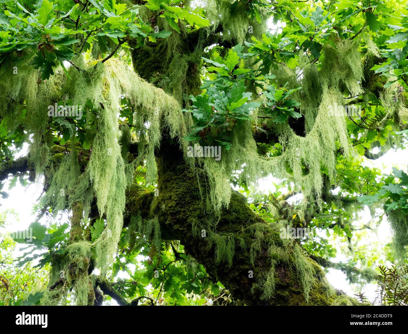 Lichen de barbe (espèce Usnea) accroché aux arbres dans le bois de Wistman et bois de chêne sur Dartmoor, important pour les mousses et les lichens qui poussent sur Banque D'Images