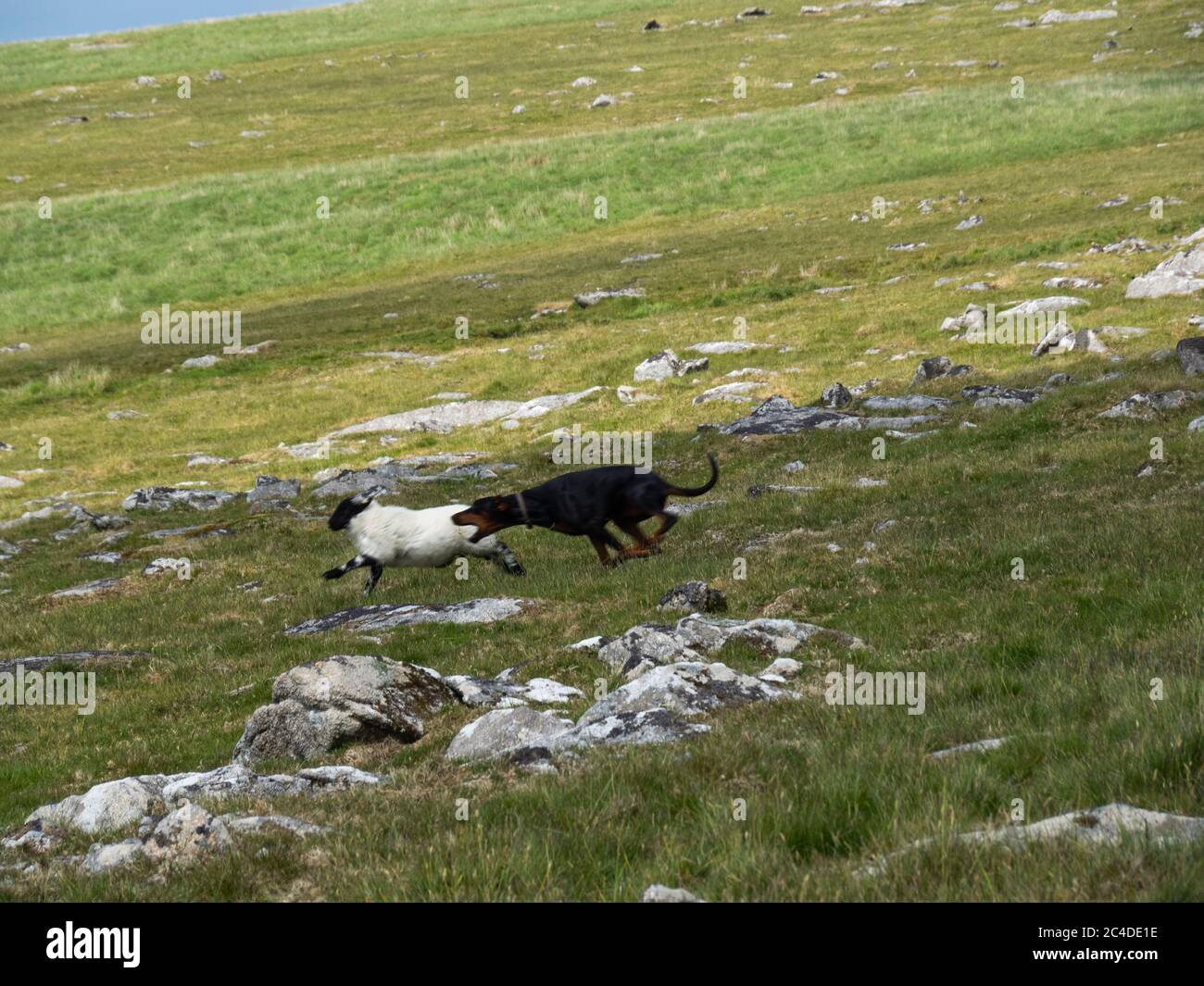 Chien pourchassant un mouton, Bodmin Moor, Cornwall, Royaume-Uni Banque D'Images