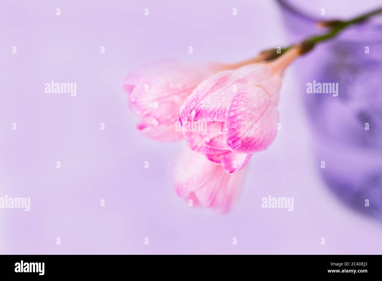 Fleurs de freesia rose avec des gouttes d'eau sur fond violet pâle, espace de copie Banque D'Images Fleurs de freesia rose avec des gouttes d'eau sur fond violet pâle, espace de copie Banque D'Images