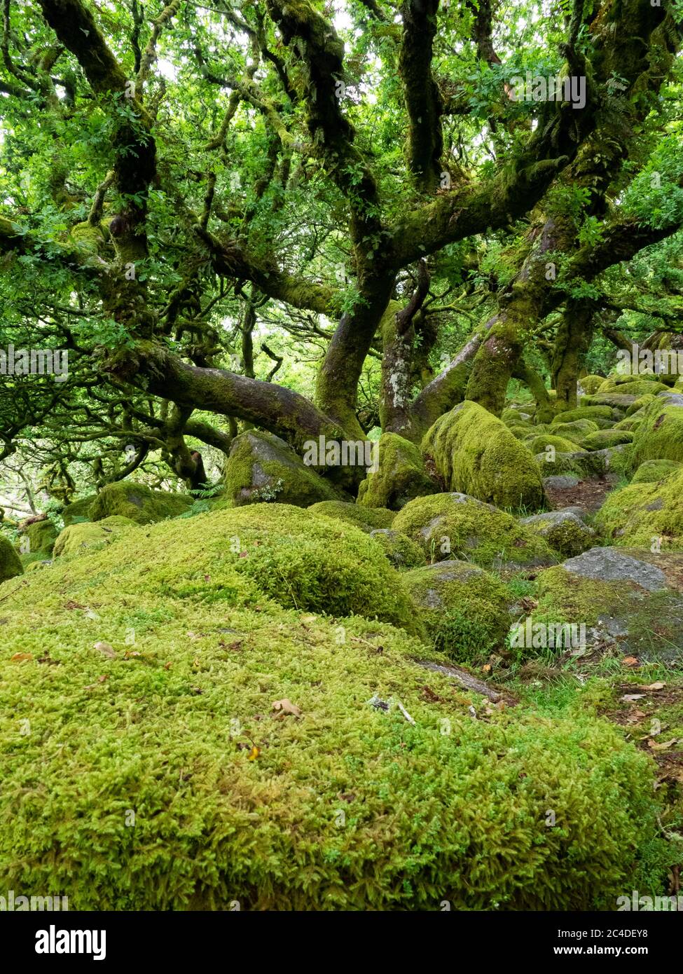 Le bois de Wistman's est un bois de chêne sur Dartmoor, important pour les mousses et les lichens qui poussent sur les arbres et les roches de granit, Dartmoor, Devon, Royaume-Uni Banque D'Images