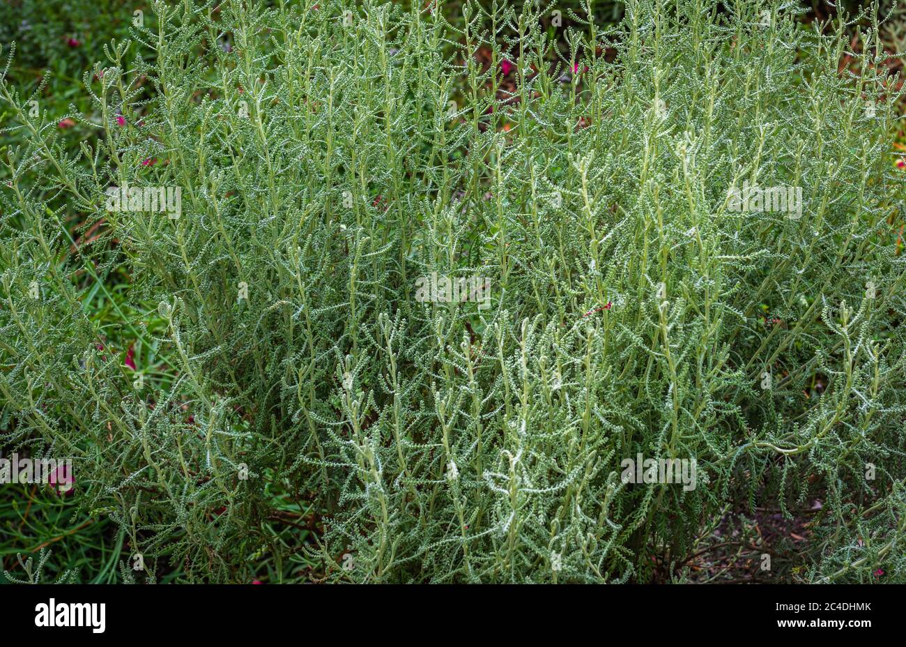 Coton lavande, Santolina chamaecyparissus, floraison. Banque D'Images