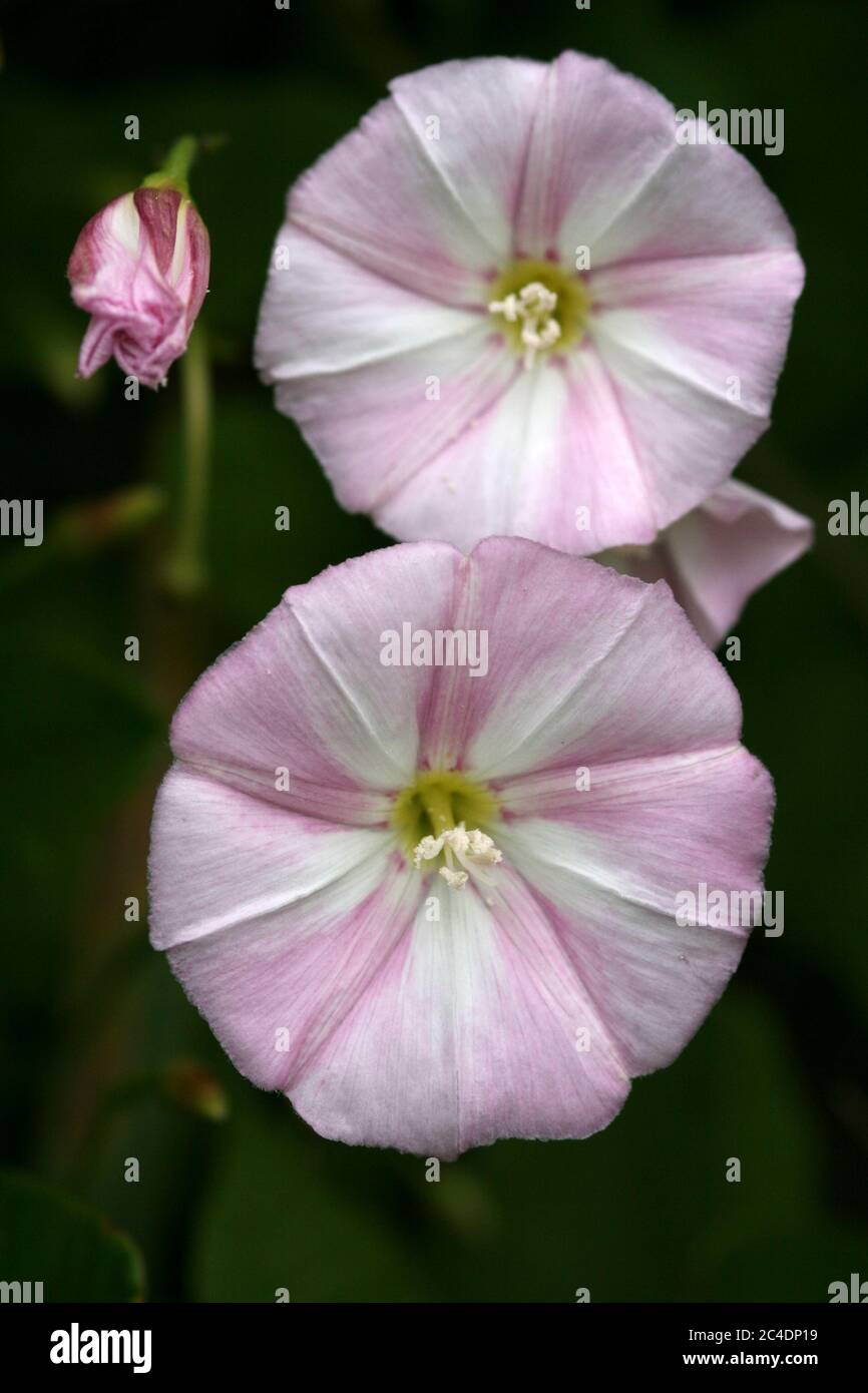 - Le liseron des champs Convolvulus arvensis Banque D'Images