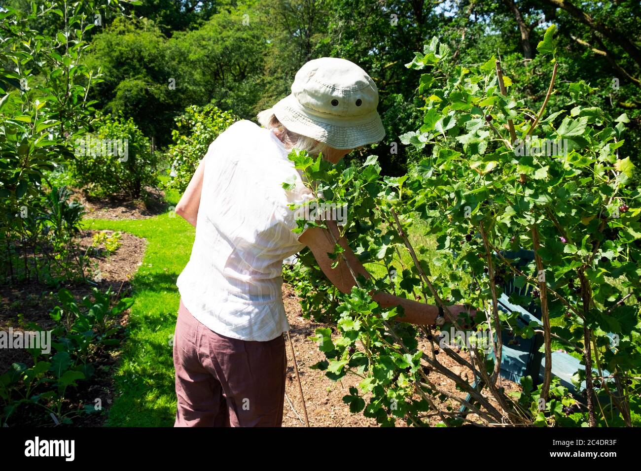 Vue arrière d'une femme portant un chapeau de soleil cueillant des jostaberries dans des fruits sur un BlackBerry de groseberry crossing jostaberry bush dans le jardin d'été UK KATHY DEWITT Banque D'Images
