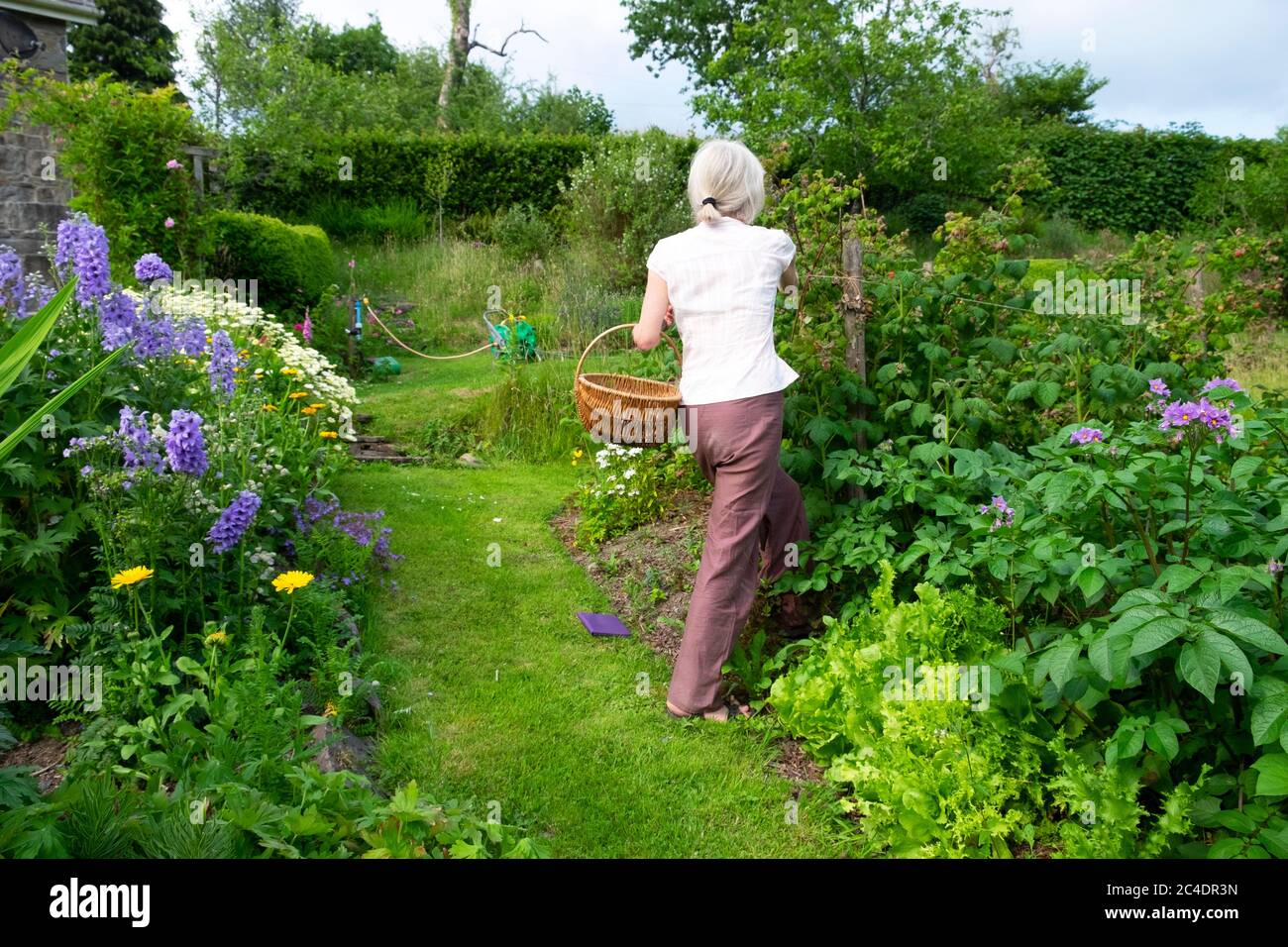 Vue arrière de la femme cueillant des framboises tenant un panier dans le jardin de cuisine debout par des lettuces herbacées de bordure poussant dans le terrain de légumes Royaume-Uni KATHY DEWITT Banque D'Images