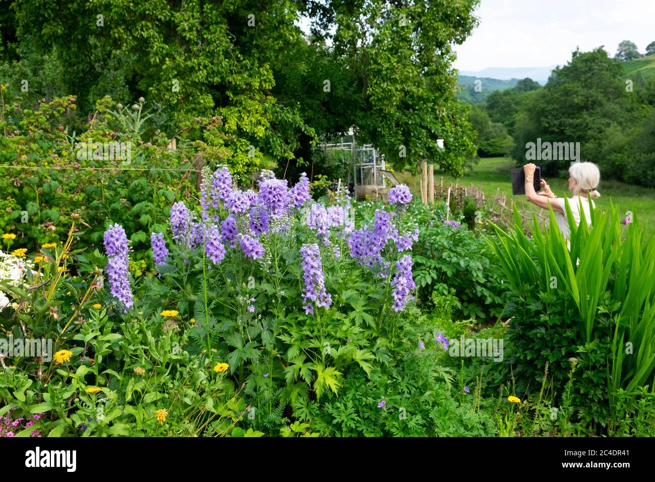 Femme âgée photographiant un jardin d'été avec des delphiniums bleus avec une tablette numérique ipad dans la campagne Carmarthenshire pays de Galles Royaume-Uni KATHY DEWITT Banque D'Images