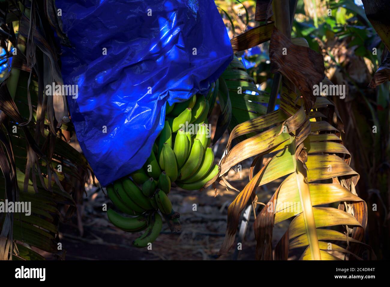 Fruits de banane sur le palmier enveloppés dans un sac en plastique bleu sur la plantation Banque D'Images