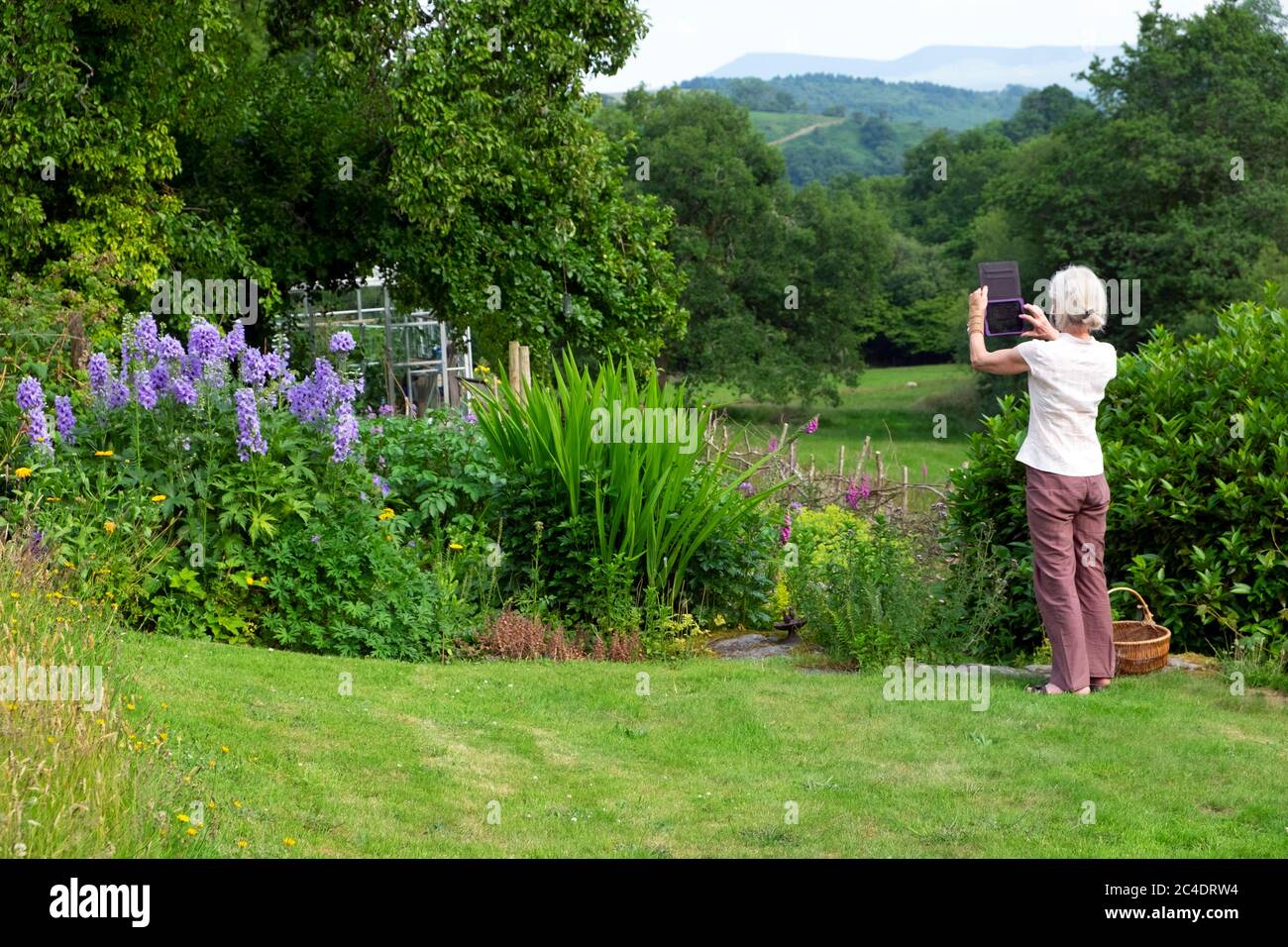 Une femme plus âgée prenant des photos du jardin de juin avec des delphiniums bleus avec une tablette numérique ipad à Carmarthenshire pays de Galles Royaume-Uni KATHY DEWITT Banque D'Images