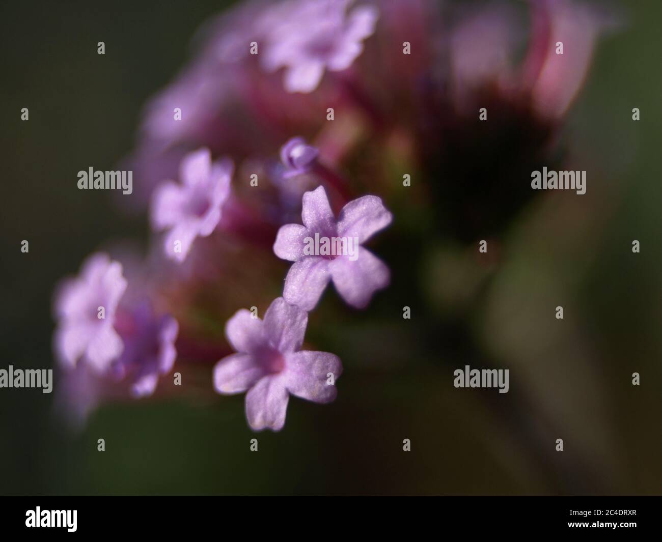 Verbena bonariensis / Purpetop Verbain ferme Banque D'Images