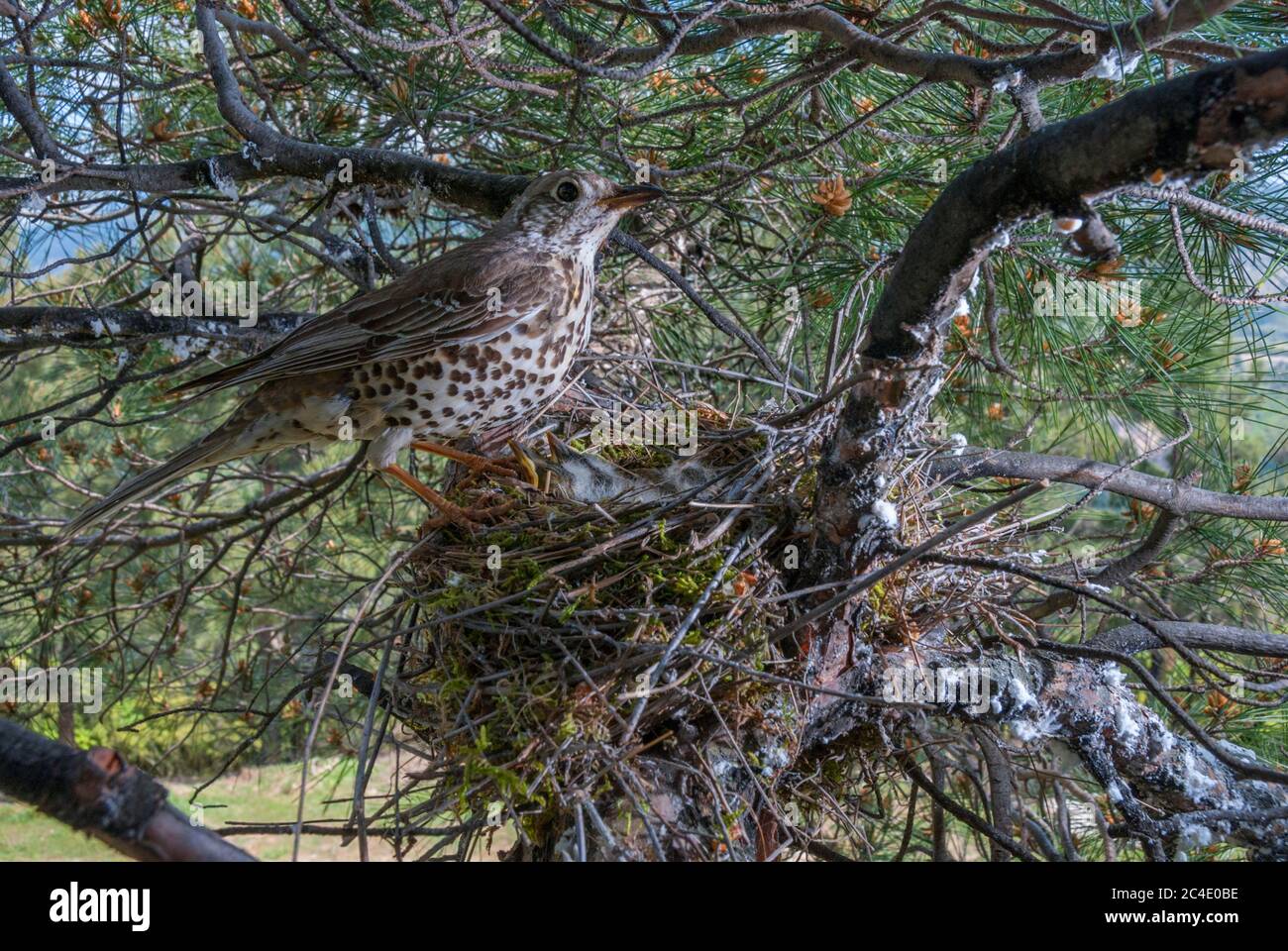 La muguet du sifflet (Turdus visciphorus) est nichée avec des oisillons dans un pin Banque D'Images