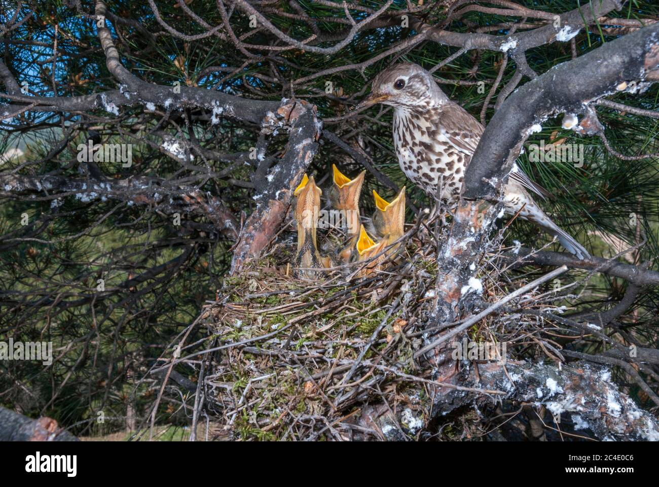 Une muguet (Turdus visciphorus) nourrissant les jeunes dans le nid sur un pin Banque D'Images