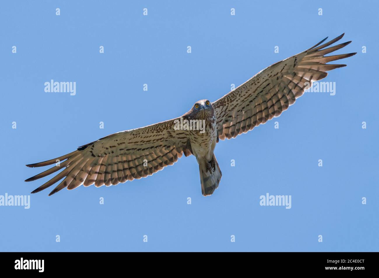 Un aigle à bout court (Circaetus glicus) volant Banque D'Images