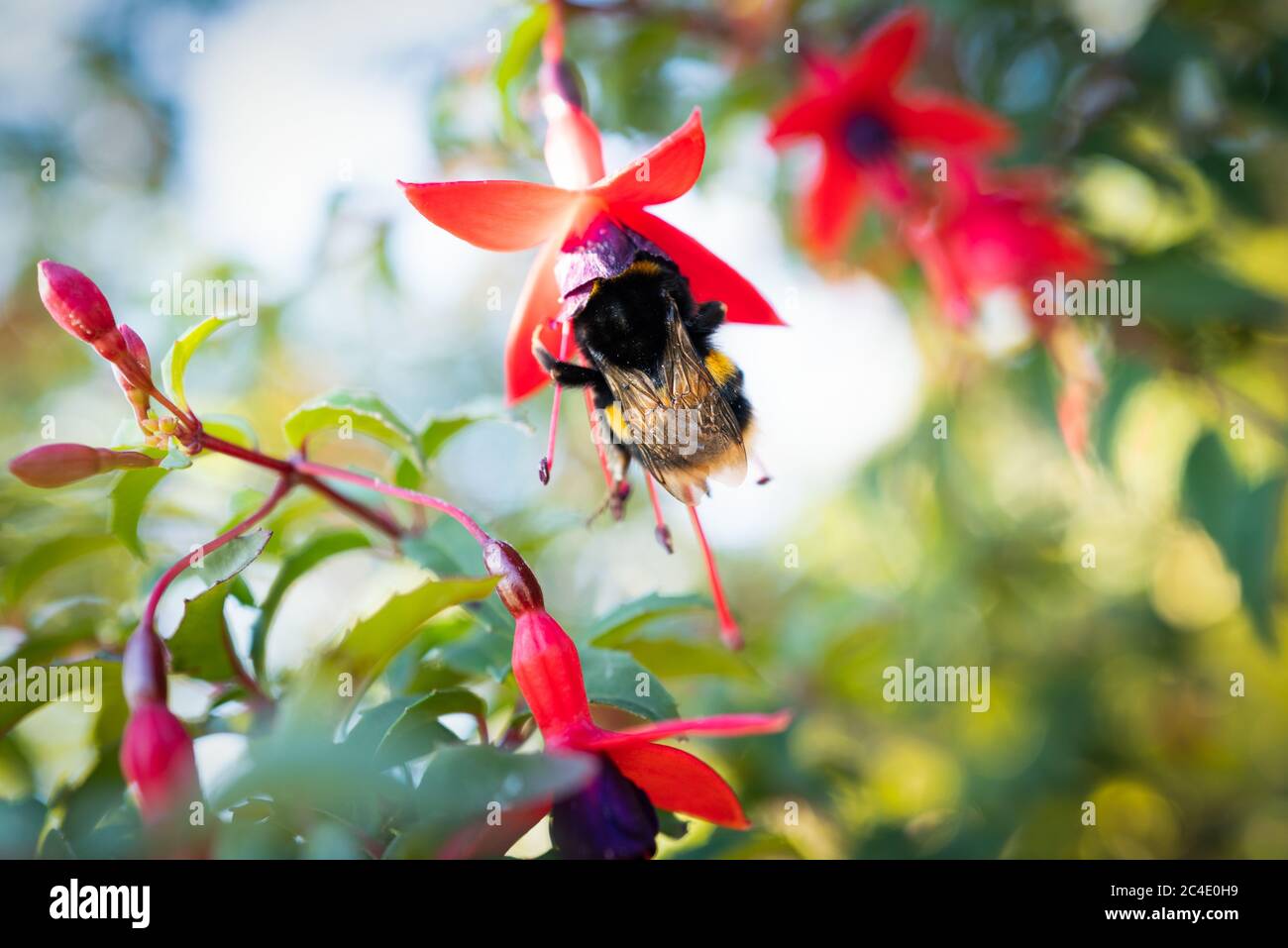 Une grosse abeille sur une fleur de fuchsia rouge et pourpre. Vue d'en dessous, vers le ciel. Banque D'Images