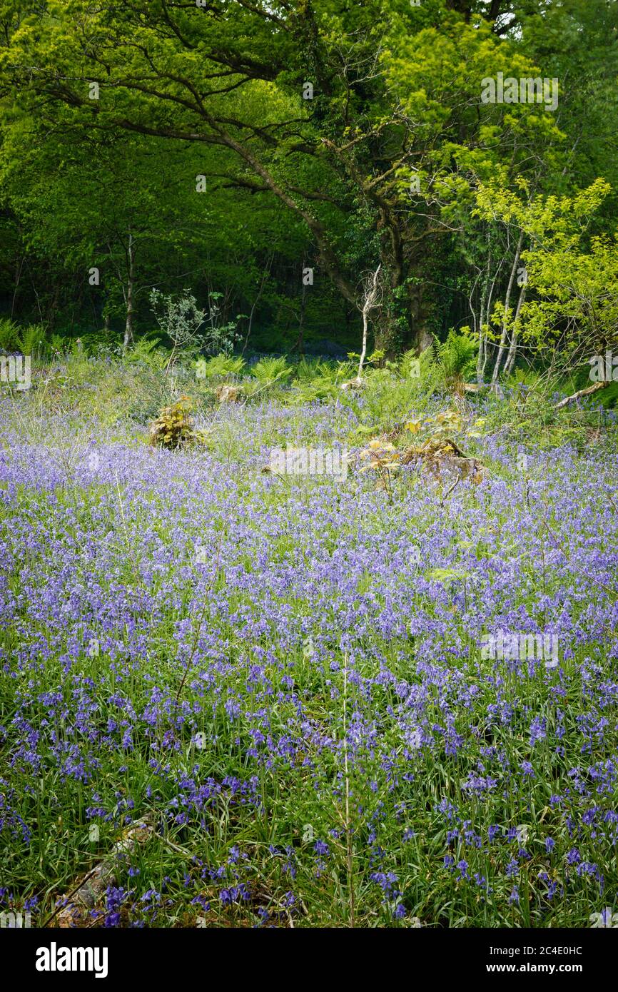 Un tapis de Blue Bells dans Woodland Gardens Carmarthenshire pays de Galles Banque D'Images
