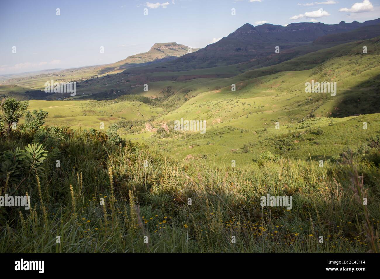 Vue sur la prairie d'Afromontane sur les pentes des montagnes de Royal Natal, le point nord du site du patrimoine mondial de Drakensberg au sud Banque D'Images