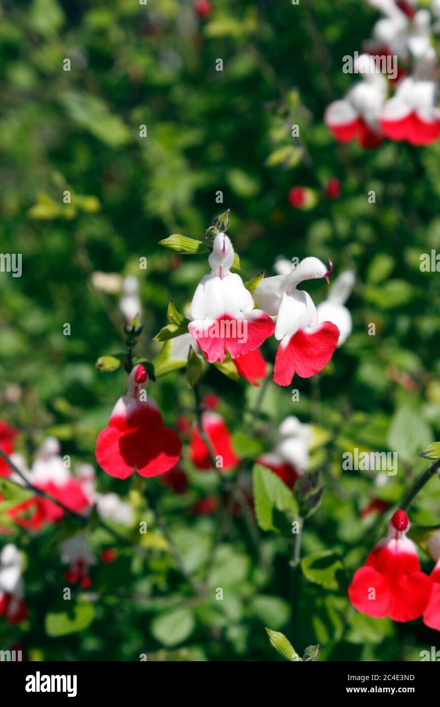 SALVIA JAMENSIS. LÈVRES CHAUDES Banque D'Images