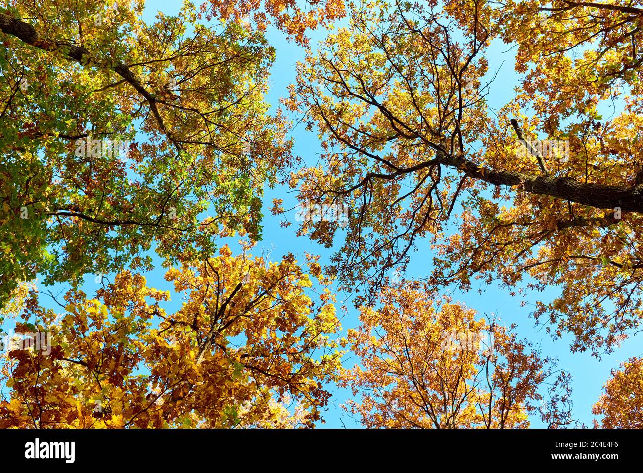 Les sommets d'arbres d'automne dans la forêt avec ciel bleu clair pour les fonds Banque D'Images