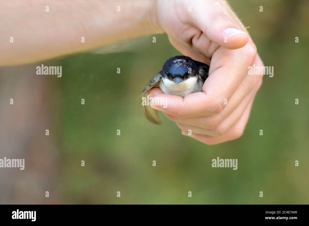 Hirondelle, Hirundo rustica, un seul oiseau de bébé tombé du nid entre les  doigts d'un homme Photo Stock - Alamy