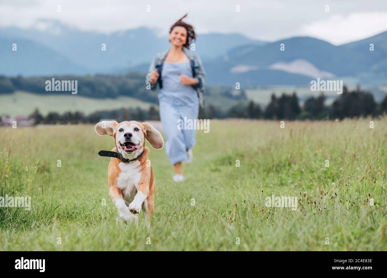 Portrait de chien de beagle souriant avec langue sortie et le propriétaire femelle jogging par le chemin de montage de l'herbe de prairie. Marcher dans la nature avec les animaux de compagnie, hap Banque D'Images