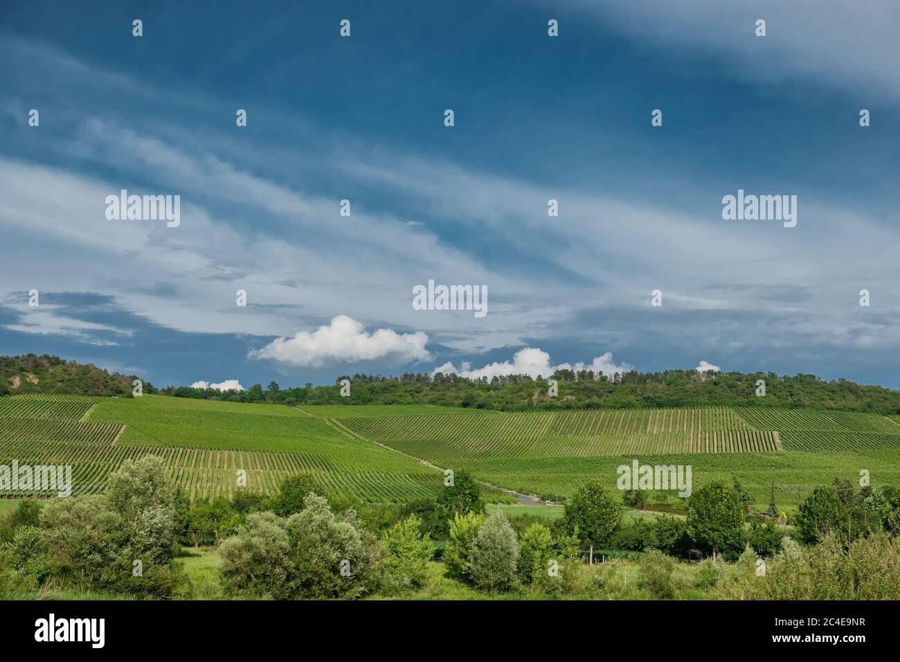 Vignobles sur les collines en pente de Sommerhausen à la rivière main, Allemagne Banque D'Images