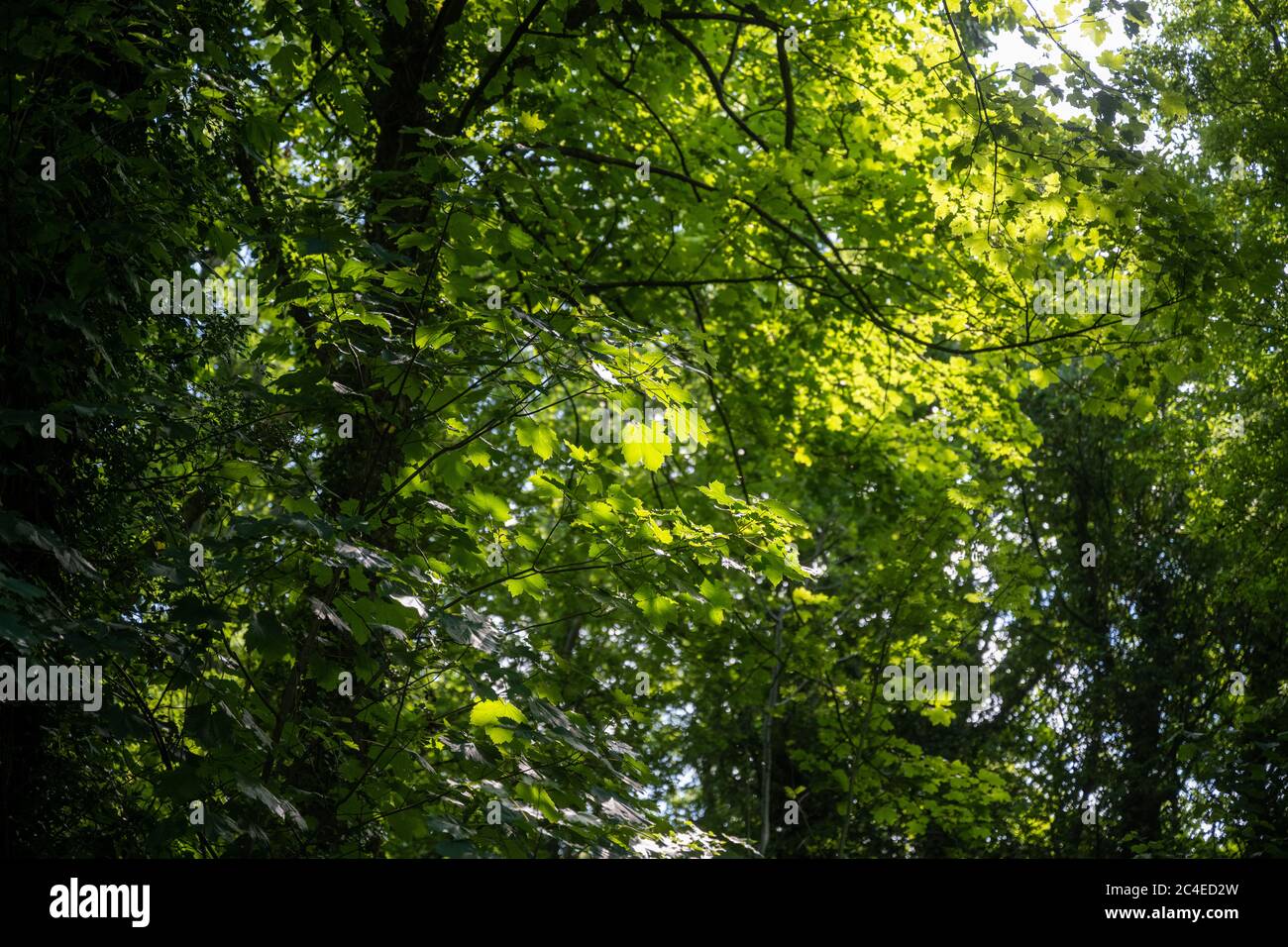 Vue sur le feuillage dense d'un bois anglais le jour de l'été. Banque D'Images