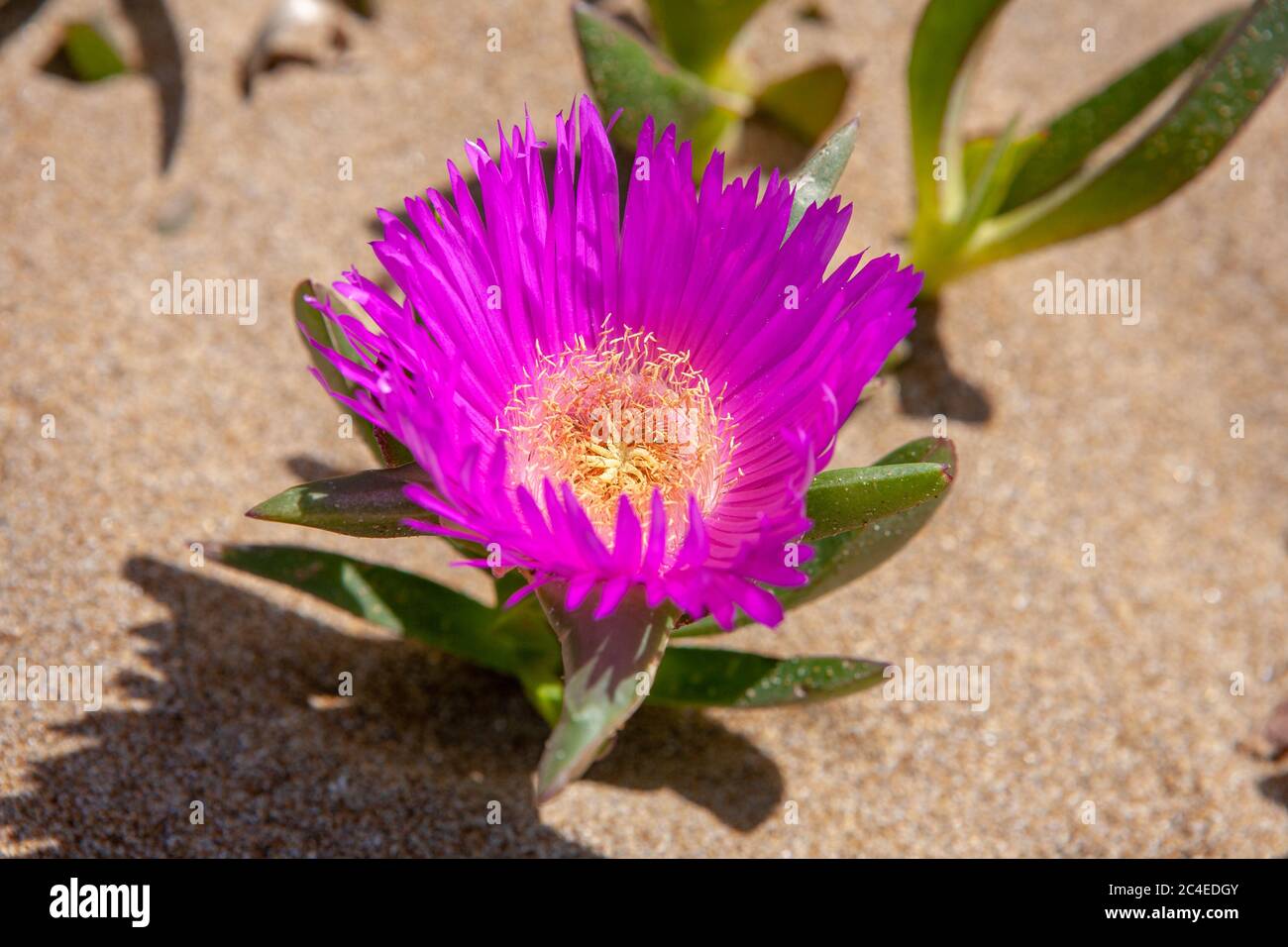 Gros plan d'une fleur de Fig Hottentot rouge du désert du lac Korission à Corfou, Grèce Banque D'Images