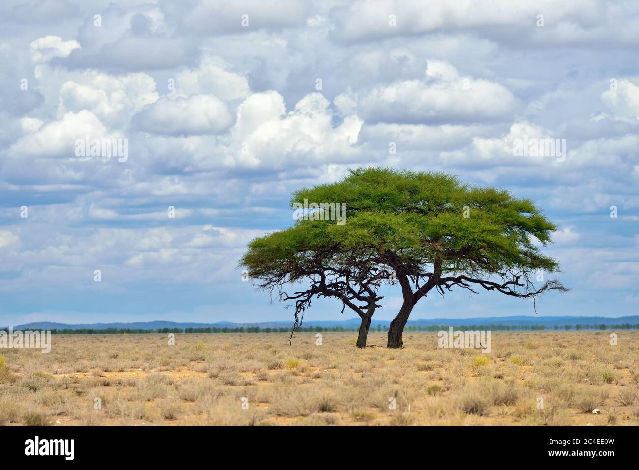 Paysage africain classique. Parc national d'Etosha au lever du soleil. Grand parapluie solitaire acacia arbre et collines sur fond Banque D'Images