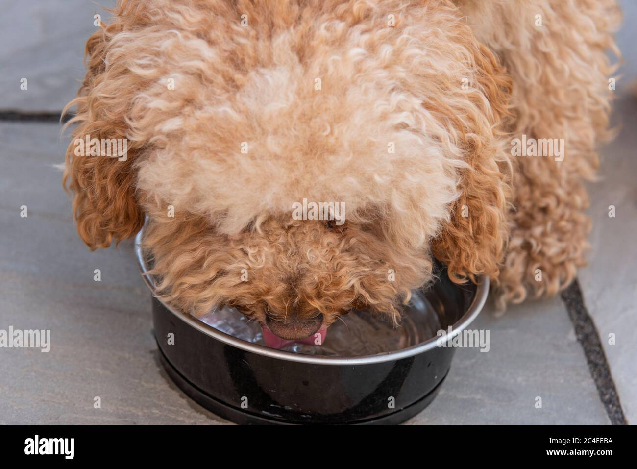 Un chien Cockapoo boire de l'eau dans un bol d'eau, Royaume-Uni Banque D'Images