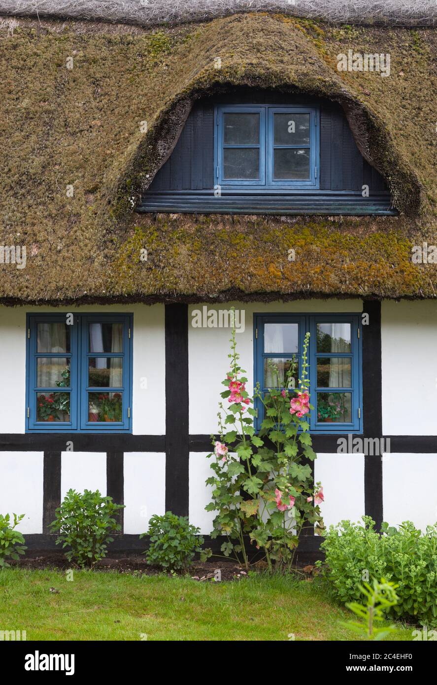 Traditionnel cottage à colombages avec hollyhocks, Boes, Lake District, Jutland, Danemark, Europe Banque D'Images