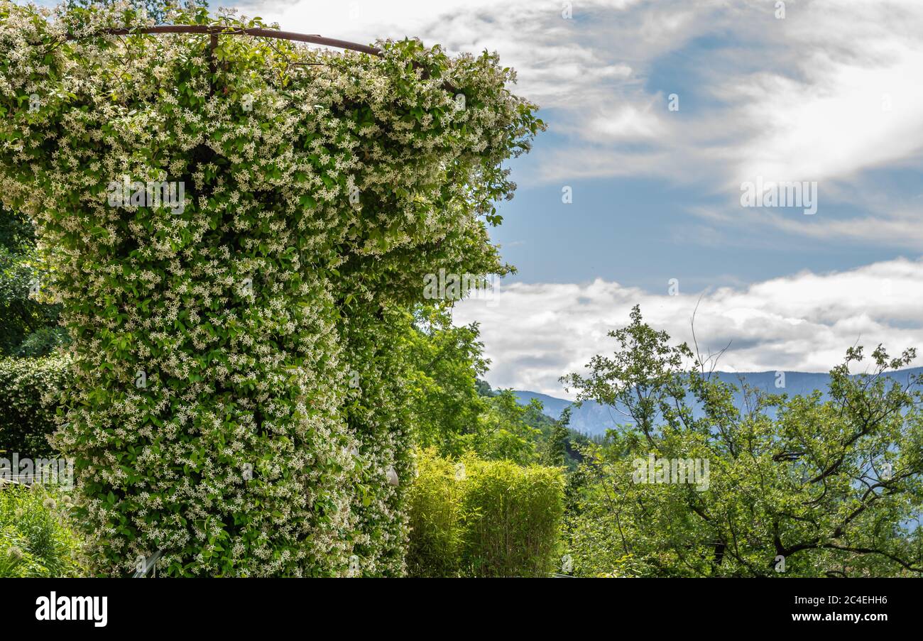 Plantes de jasmin communes (officinale) dans le jardin du Tyrol du Sud, Trentin-Haut-Adige, nord de l'Italie Banque D'Images