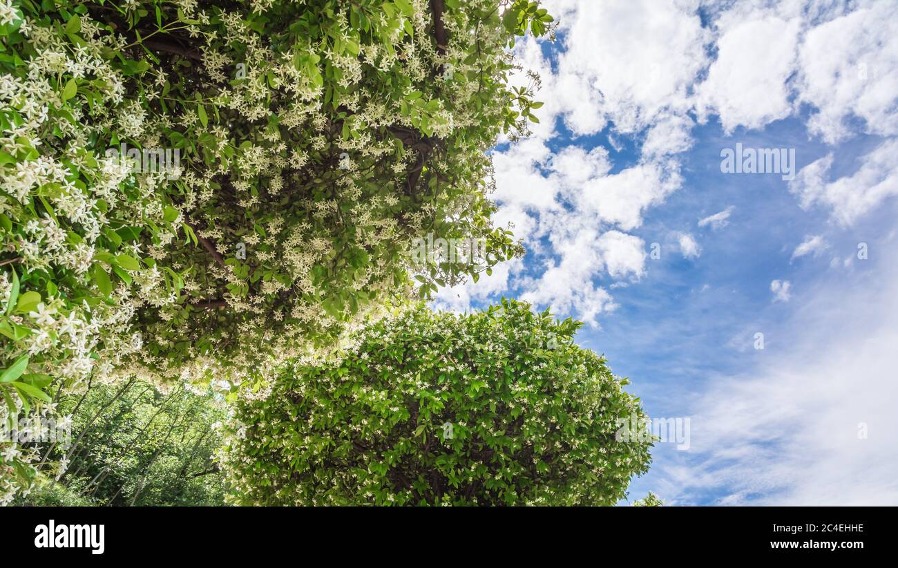 Plantes de jasmin communes (officinale) dans le jardin du Tyrol du Sud, Trentin-Haut-Adige, nord de l'Italie Banque D'Images