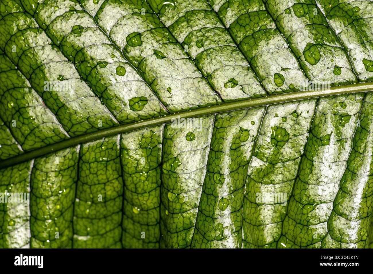 Feuille de fougère crocodile (Microsorum musifolium) Banque D'Images