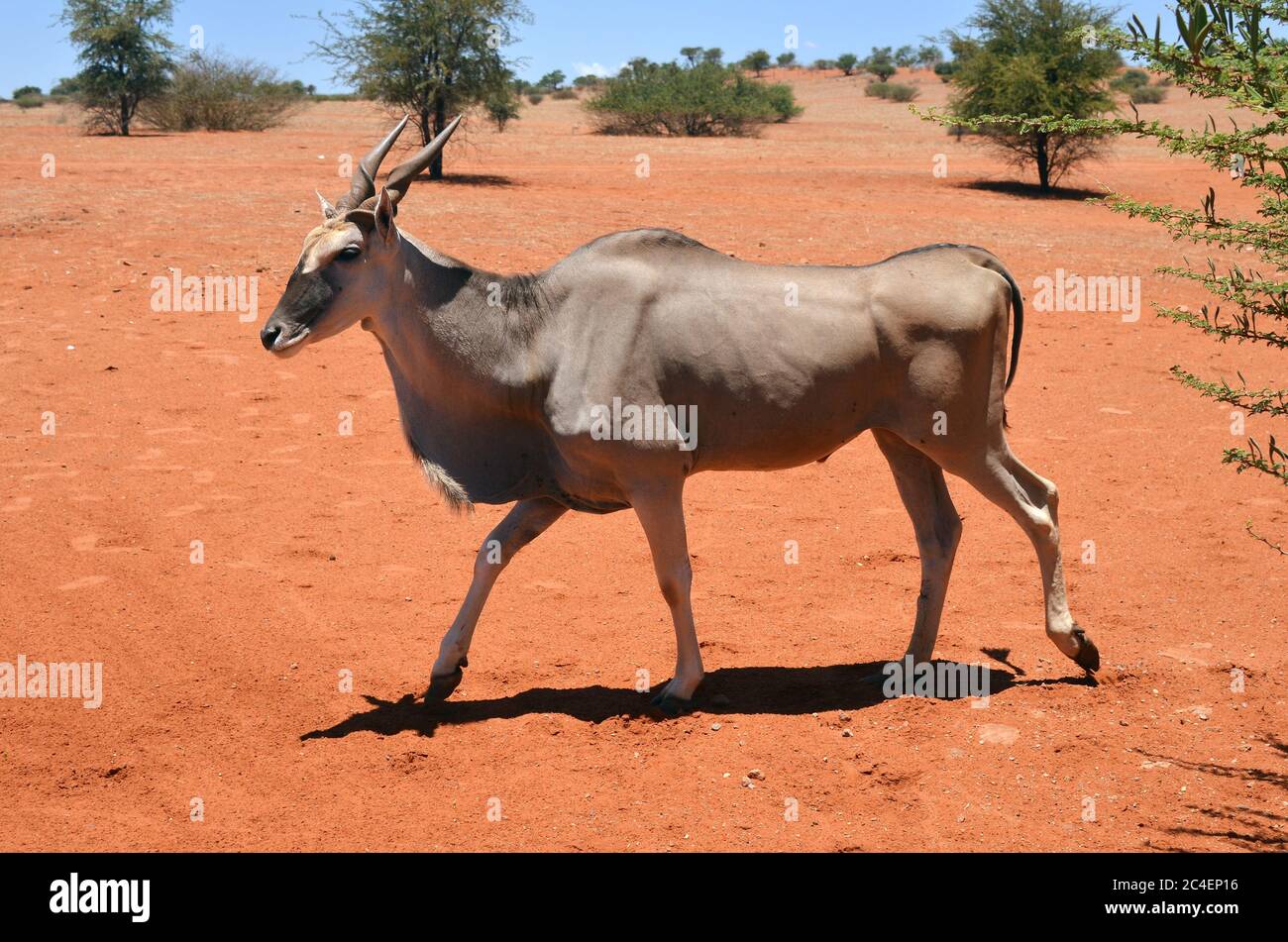 Antilope femelle (Tragelaphus oryx) dans l'habitat naturel. Désert de Kalahari, Namibie, Afrique Banque D'Images