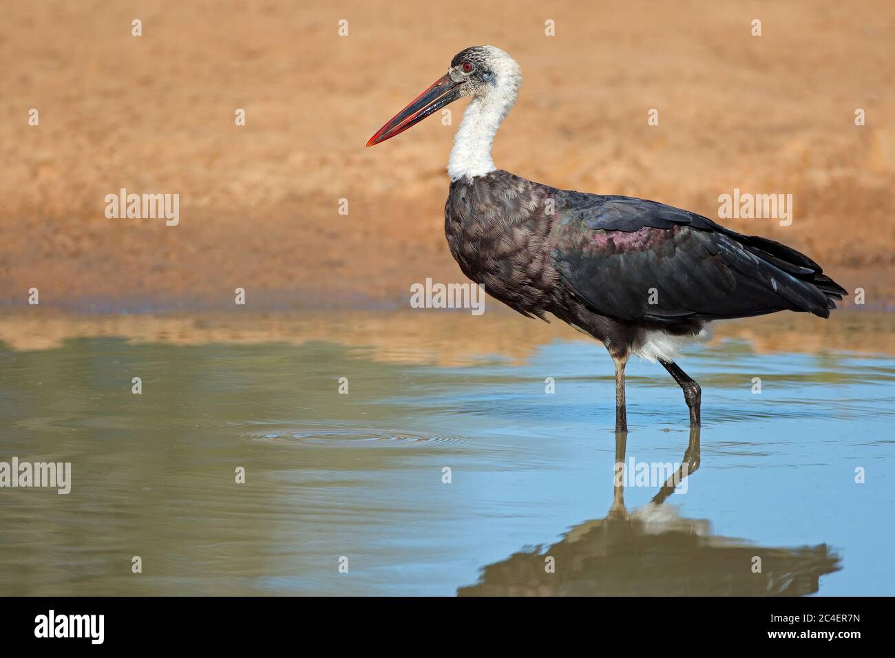 Woolly-necked stork (Ciconia episcopus) debout dans l'eau peu profonde, Afrique du Sud Banque D'Images