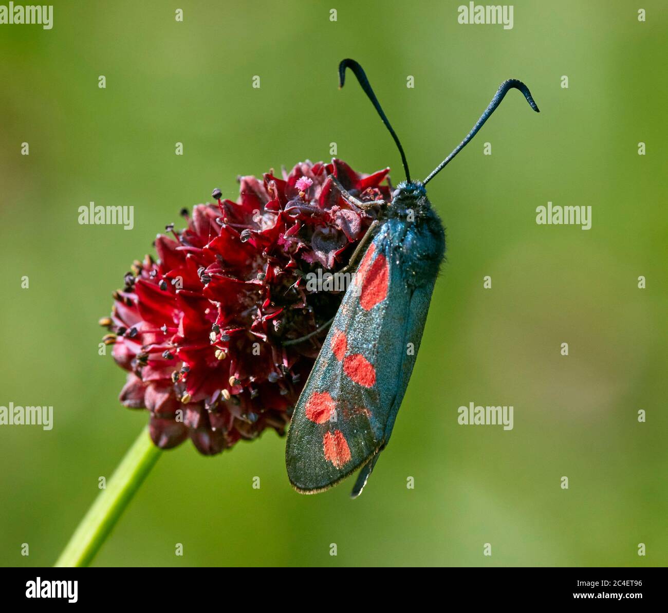 Papillon de six taches perchée sur la grande fleur de Burnett. Hurst Meadows, East Molesey, Surrey, Angleterre. Banque D'Images