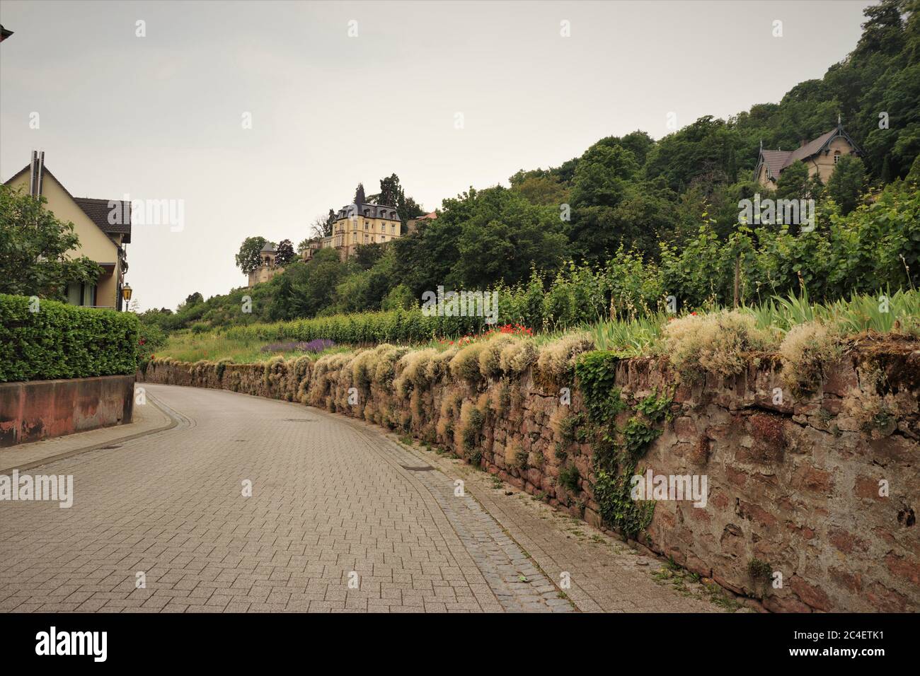 Vignobles et vieilles maisons dans le pays du vin allemand. Haardt, Allemagne Banque D'Images