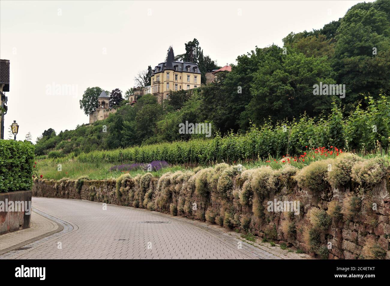 Vignobles et vieilles maisons dans le pays du vin allemand. Haardt, Allemagne Banque D'Images