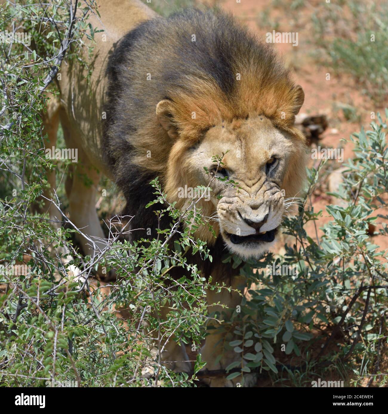 Lion mâle se cachant dans les buissons et les grognements, savane africaine, Namibie. Banque D'Images