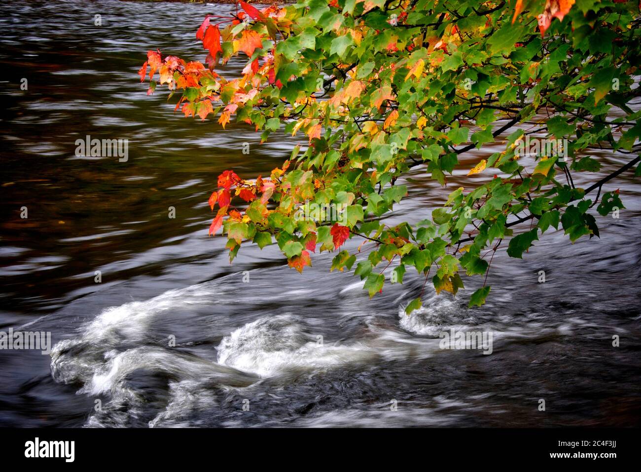 Couleur des feuilles d'automne avec ruisseau et eau courante Banque D'Images