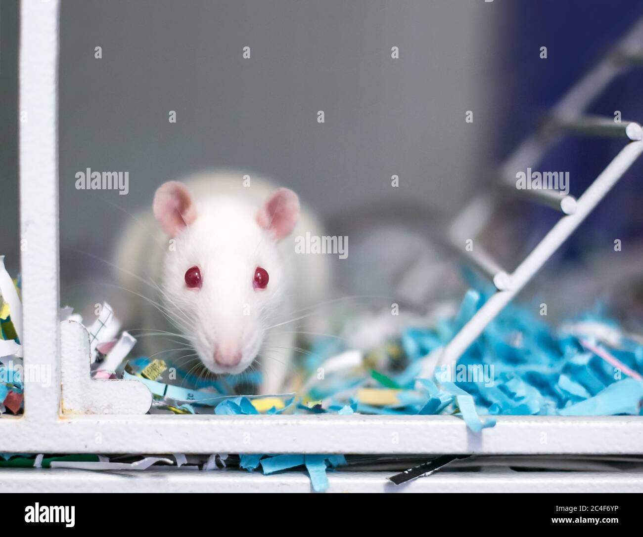 Un rat d'albinos blanc aux yeux rouges assis dans une cage pleine de papier déchiqueté Banque D'Images