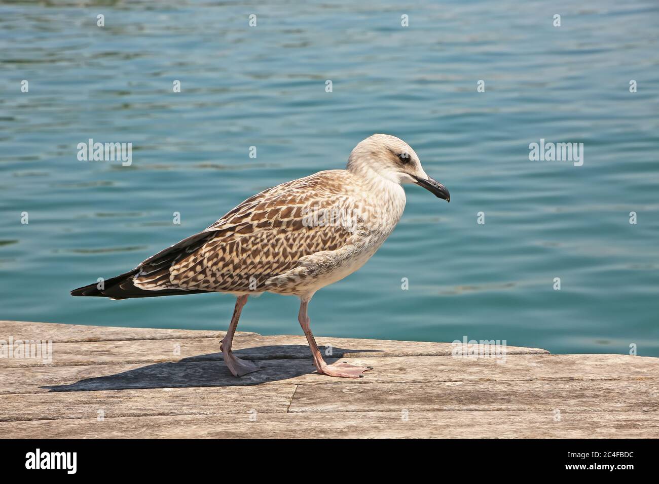 Jeunes goélands à pattes jaunes marchant le long d'un quai en bois avec la mer derrière, Barcelone, Espagne. Banque D'Images
