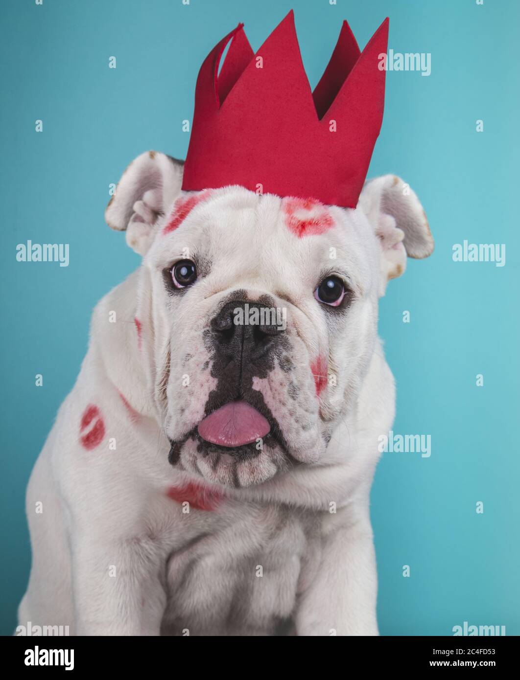 Portrait d'un chien de taureau anglais drôle avec rouge à lèvres marques et  couronne sur fond bleu Photo Stock - Alamy