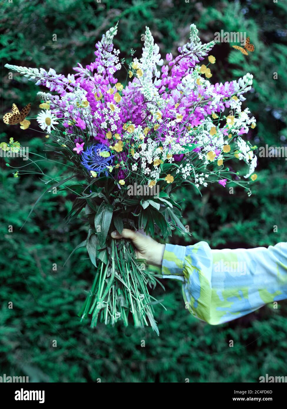 Beau grand bouquet de fleurs sauvages dans une main, sans visage de personnes. Fleurs de lupins en fleurs dans les mains des femmes. Fleurs en cadeau. Banque D'Images