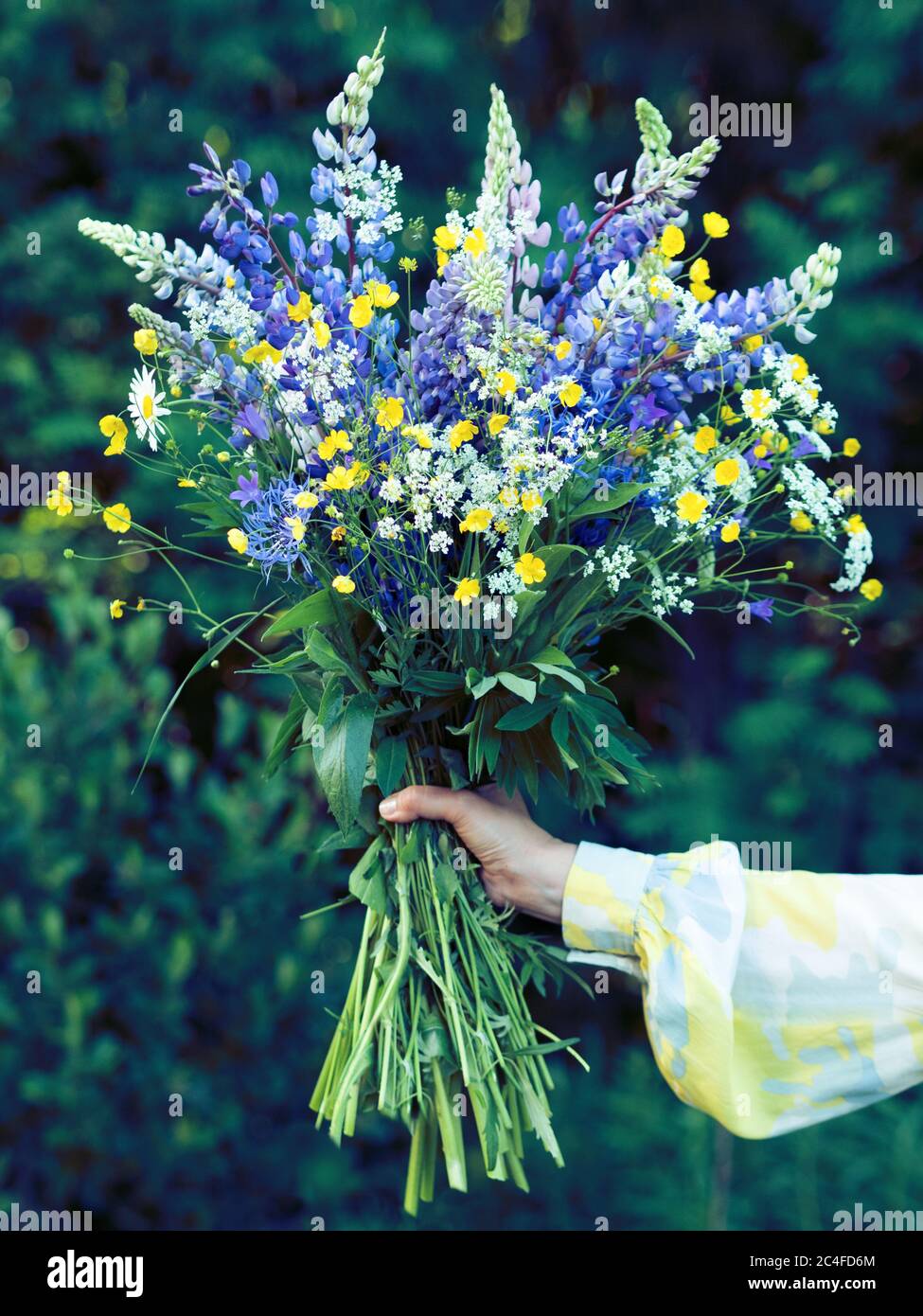 Beau grand bouquet de fleurs sauvages dans une main, sans visage de personnes. Fleurs de lupins en fleurs dans les mains des femmes. Fleurs en cadeau. Banque D'Images