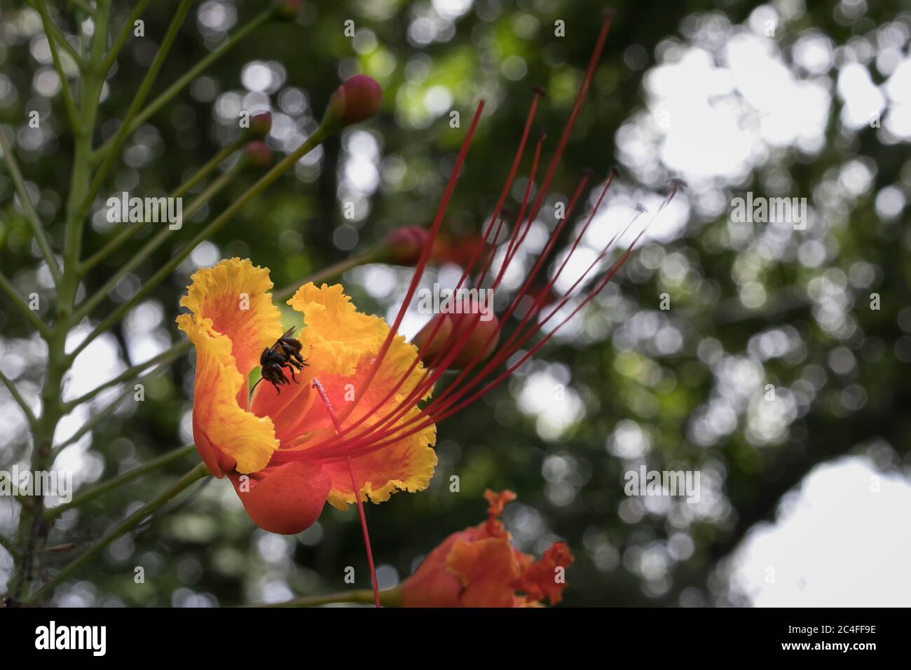 Gros plan sur cette jolie fleur colorée avec une abeille à la recherche de son miel Banque D'Images