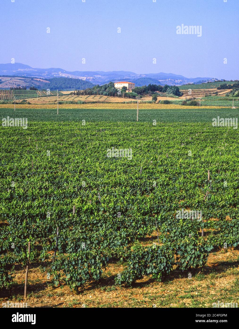 Villa toscane et vignoble, province de Lucca, région Toscane, Italie Banque D'Images