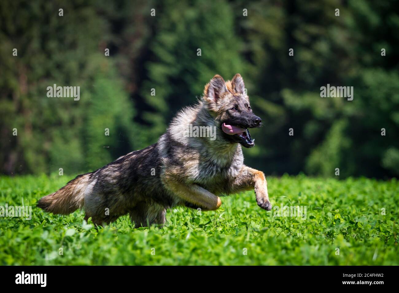 Chien de berger allemand sportif (alsacien) en course à pied Banque D'Images